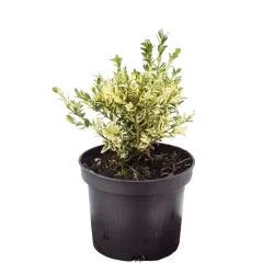 Paprastasis buksmedis - Buxus sempervirens ELEGANTISSIMA