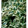 Paprastasis buksmedis - Buxus sempervirens ELEGANTISSIMA