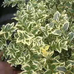 Paprastasis buksmedis - Buxus sempervirens ELEGANTISSIMA