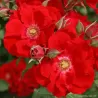 Rosa ROTER KORSAR