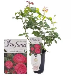 Rosa FREIFRAU CAROLINE