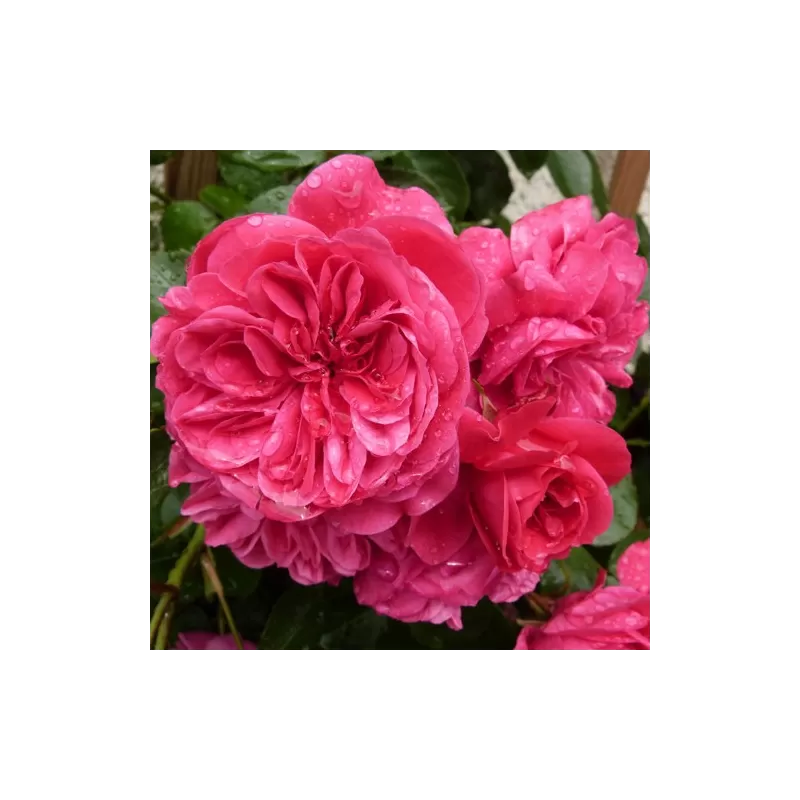 Rožė - Rosa SANGRIA ®