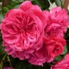 Rožė - Rosa SANGRIA ®