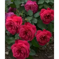 Rosa SANGRIA