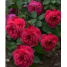 Rožė - Rosa SANGRIA ®