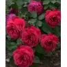 Rožė - Rosa SANGRIA ®