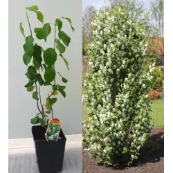 Alksnialapė medlieva - Amelanchier alnifolia Obelisk ®