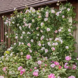 Rože - Rosa ST SWITHUN ®