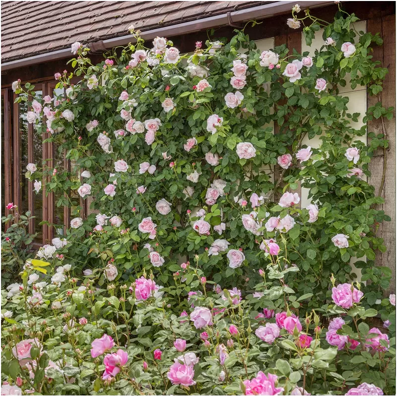 Rože - Rosa ST SWITHUN ®