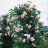 Rosa ST SWITHUN ®