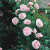 Rože - Rosa ST SWITHUN ®