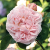 Rože - Rosa ST SWITHUN ®