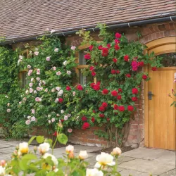 Rože - Rosa ST SWITHUN ®