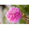 Rožė - Rosa SUPER DOROTHY