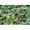 Wild Strawberry - Fragaria vesca ALEXANDRIA