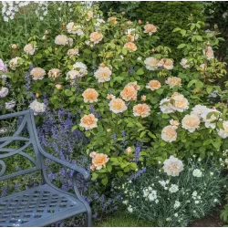 Rožių krūmai internetu su pristatymu į namus