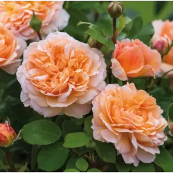 Rožių krūmai internetu su pristatymu į namus