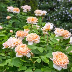 Rožių krūmai internetu su pristatymu į namus