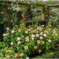 Rožių krūmai internetu su pristatymu į namus