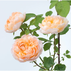 Rožė - Rosa THE LADY GARDENER