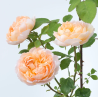 Rožė - Rosa THE LADY GARDENER ®