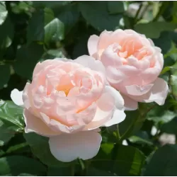 Rožė - Rosa THE SHEPHERDESS ®