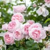 Rosa WILDEVE ®