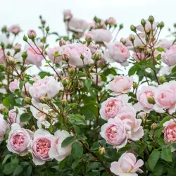 Rožė - Rosa WILDEVE ® 