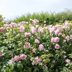 Rožė - Rosa WILDEVE ® 