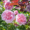 Rožė - Rosa WILDEVE ®