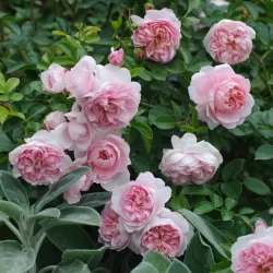 Rožė - Rosa WILDEVE ® 