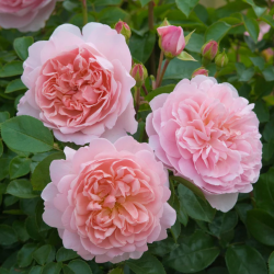 Rožė - Rosa WILDEVE ®