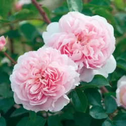 Rožė - Rosa WILDEVE ® 