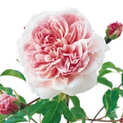 Rosa WILDEVE ®