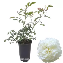 Rosa SUSAN WILLIAMS ELLIS ®