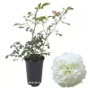 Rožė - Rosa SUSAN WILLIAMS ELLIS ®
