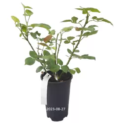 Rožė - Rosa AMOUR DE MOLENE ®