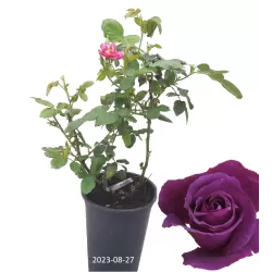 Rožių krūmai internetu su pristatymu į namus