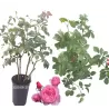 Rožė - Rosa KISS ME KATE ®