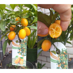 Kinkanas - Citrus fortunella margarita kumquat
