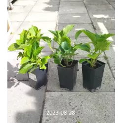Hydrangea macrophylla RED BEAUTY
