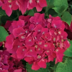 Hydrangea macrophylla RED BEAUTY