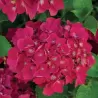 Darželinė hortenzija - Hydrangea macrophylla RED BEAUTY