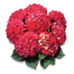 Hydrangea macrophylla RED BEAUTY