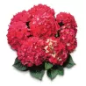 Darželinė hortenzija - Hydrangea macrophylla RED BEAUTY