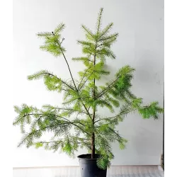 Didžioji pocūgė - Pseudotsuga menziesii