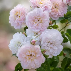 Rožė - Rosa ELIZABETH