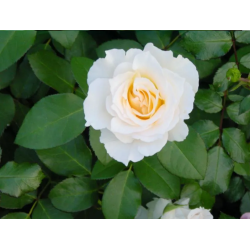 Rožė - Rosa POUSTINIA ®