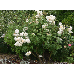 Rožė - Rosa POUSTINIA ®