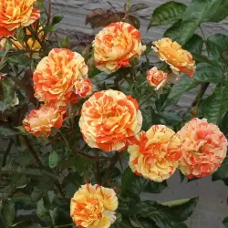 Rosa Rosa ORANGES AND LEMONS